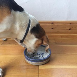 Dog Dish